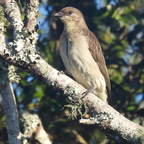iNaturalist image