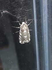Arachnis zuni