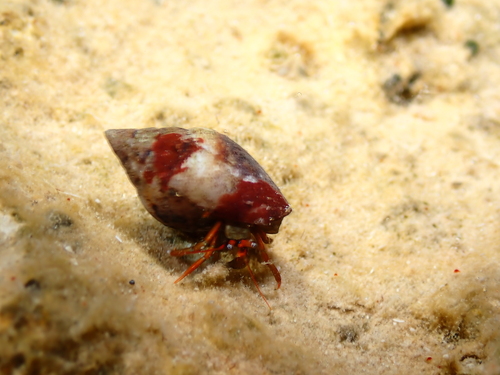 Saint Piran's Hermit Crab