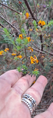 Pultenaea gunnii, photograph 3
