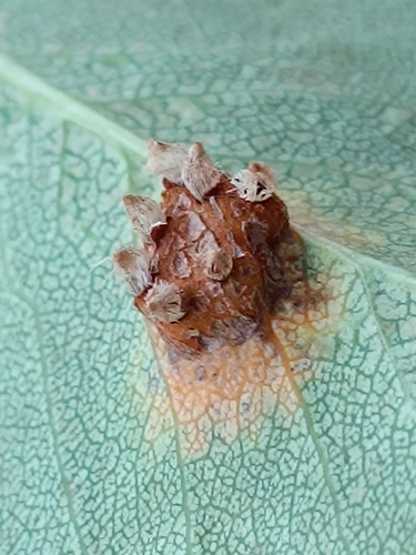 Pear Rust