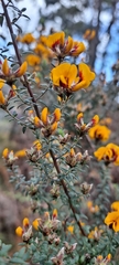 Pultenaea gunnii, photograph (c) Ballarat Cemeteries, some rights reserved (CC BY)