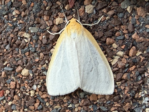 Delicate Cycnia Moth