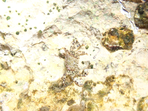 Marbled Crab