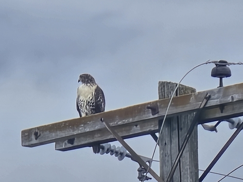 Red-tailed Hawk