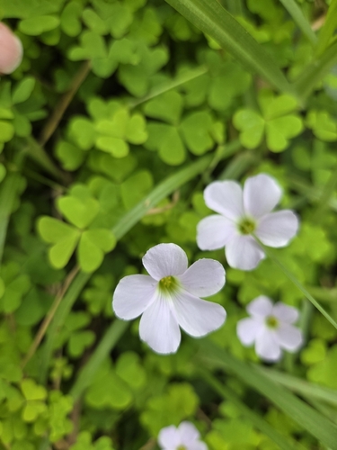 Pale pink-sorrel