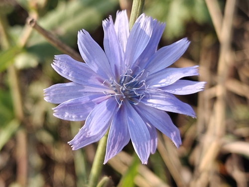 chicory