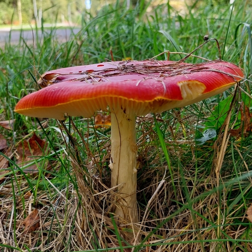 Fly Agaric
