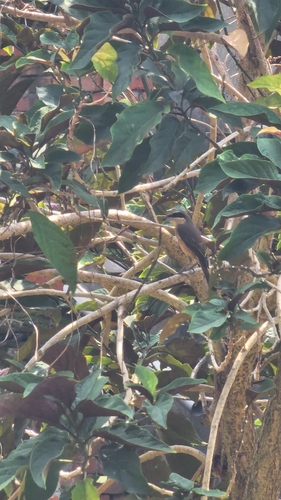 Brown Shrike