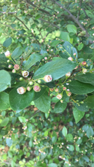 Cotoneaster lucidus