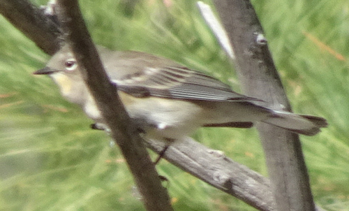 Yellow-rumped Warbler