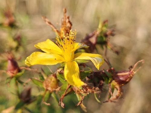 Common St. John's Wort