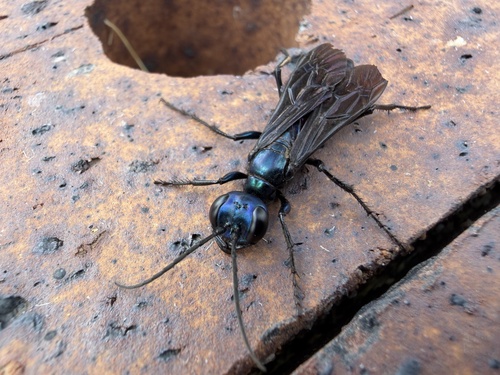 Steel-blue Cricket-hunter Wasp