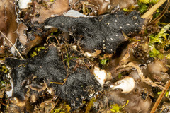 Peltigera elisabethae