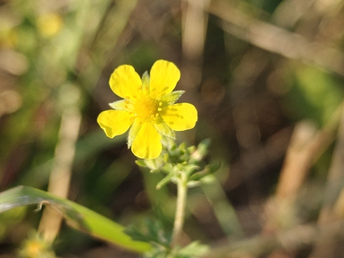 Silvery Cinquefoil