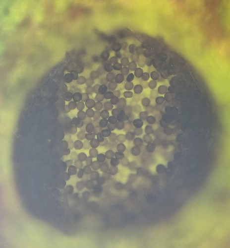 Puccinia hypochoeridis observed 2026-09-21