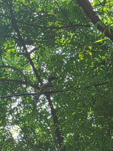 Indian Grey Hornbill
