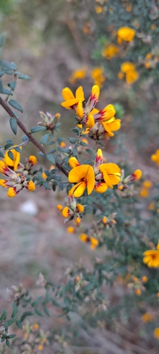 Pultenaea gunnii, photograph 5