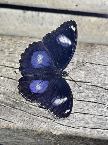 Great Eggfly