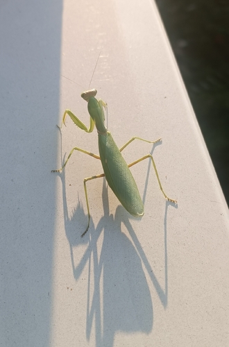 Transcaucasian Giant Mantis