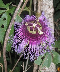 Passiflora cincinnata
