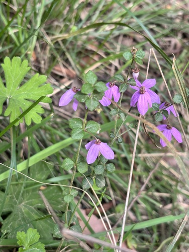 Pink-bells