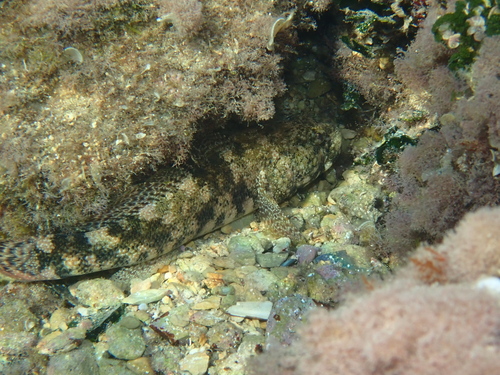 Giant Goby