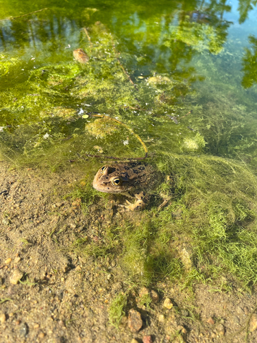 Columbia Spotted Frog