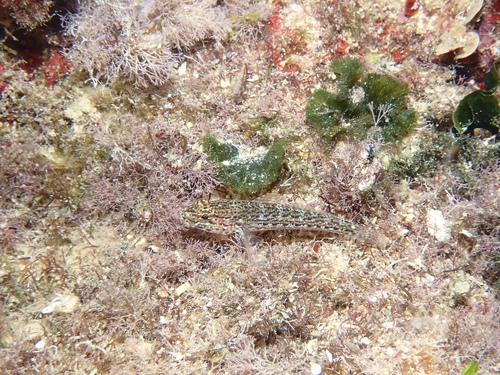 Sarato's Goby