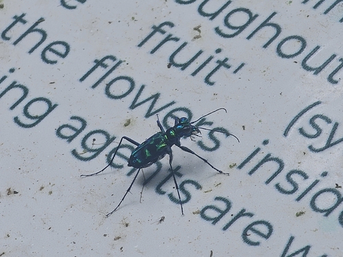 Cylindera versicolor