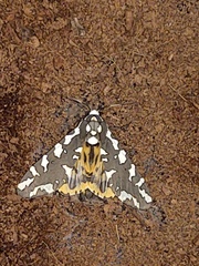 Arachnis zuni