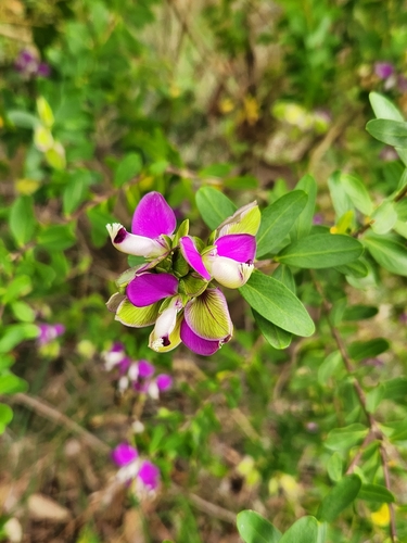 Sweet Pea Shrub