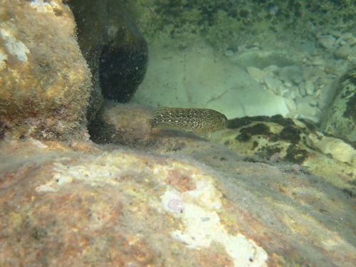 Rusty Blenny