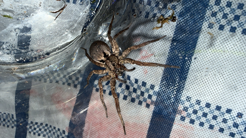 Drumming Sword Wolf Spider