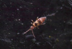 Entomobrya