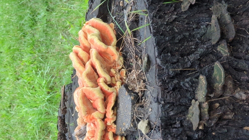 chicken of the woods