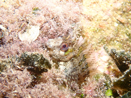Tompot Blenny