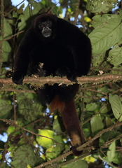 Peruvian Yellow-Tailed Woolly Monkey photo 1
