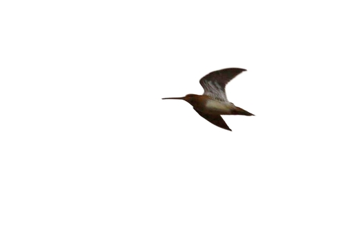 Common Snipe