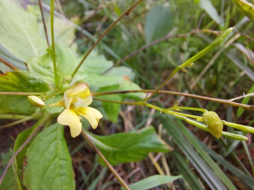 small balsam