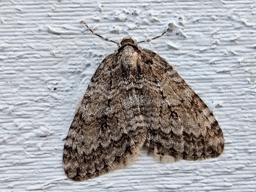 Autumnal Moth