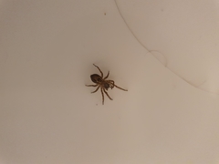 Araneae