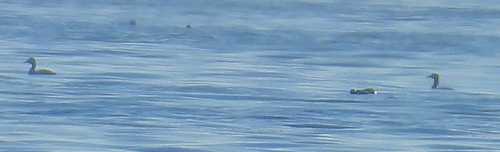 Red-necked Grebe