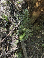 Asplenium appendiculatum, photograph (c) Cara-Lisa Schloots, some rights reserved (CC BY)