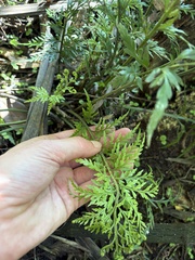 Asplenium appendiculatum, photograph (c) Cara-Lisa Schloots, some rights reserved (CC BY)