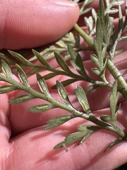 Asplenium appendiculatum, photograph (c) Cara-Lisa Schloots, some rights reserved (CC BY)