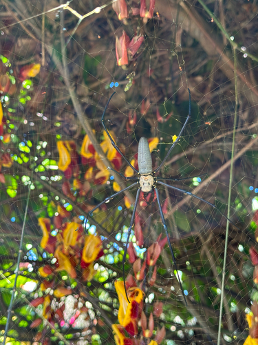 Giant Golden Orbweaver