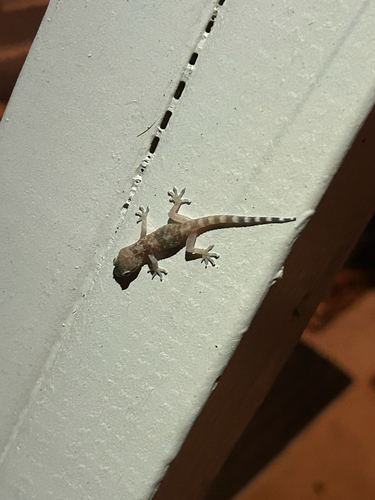 Mediterranean House Gecko
