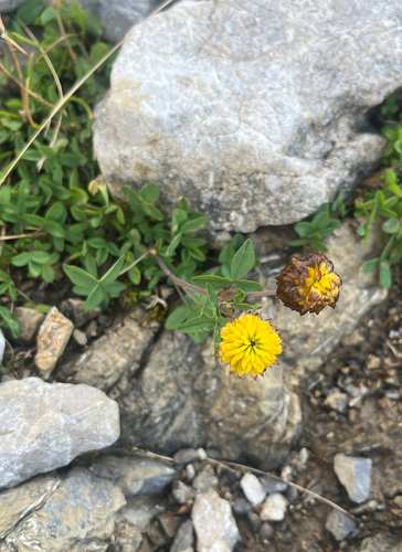 Brown Clover