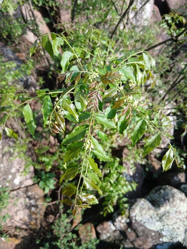 Clausena anisata observed 2026-09-19